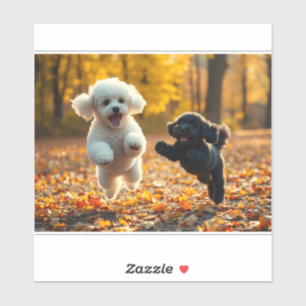 Jumping Poodle Puppies