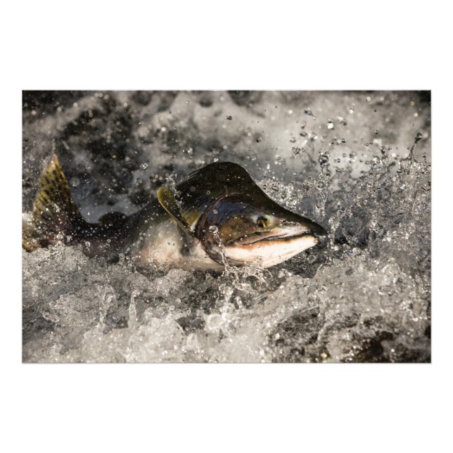 Jumping Salmon Photo Print (Front)
