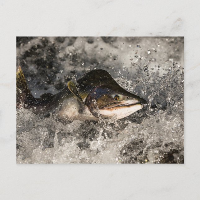 Jumping Salmon Postcard (Front)