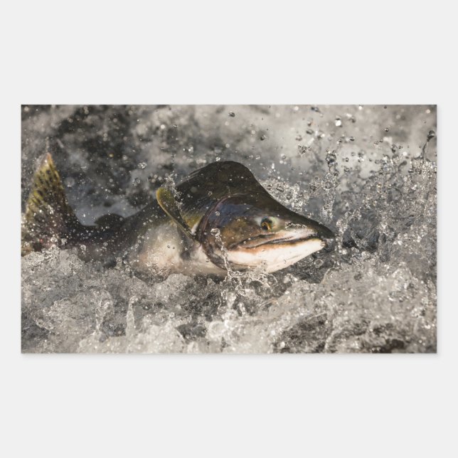 Jumping Salmon Sticker (Front)