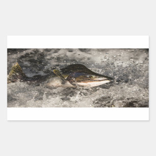 Jumping Salmon Sticker
