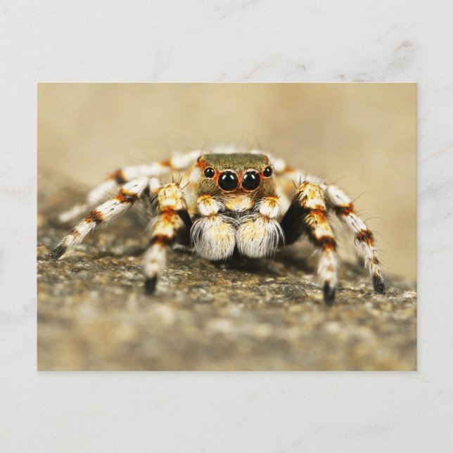 Jumping Spider Close-up Postcard (Front)