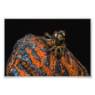 Jumping Spider Looking Up At The Sky Photo Print