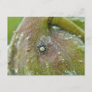 Jumping Spider on Milkweed Pod Postcard