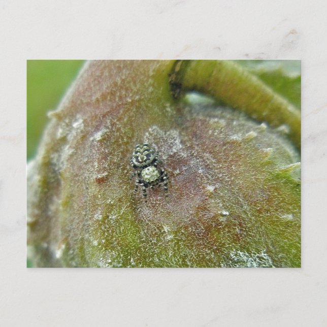 Jumping Spider on Milkweed Pod Postcard (Front)