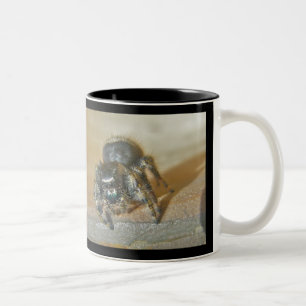 Jumping Spider (Phiddipus audax) Mug