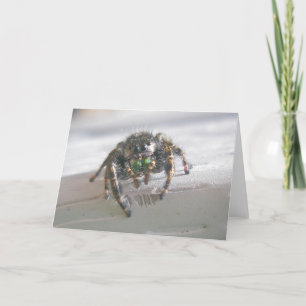 Jumping Spider (Phiddipus audax) Note Card