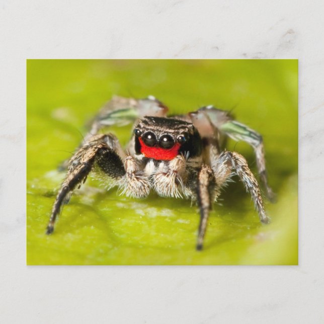 Jumping Spider Postcard (Front)