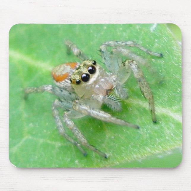 Jumping Spider Salticid Mousepad (Front)