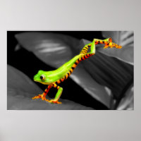 Jumping Tree Frog