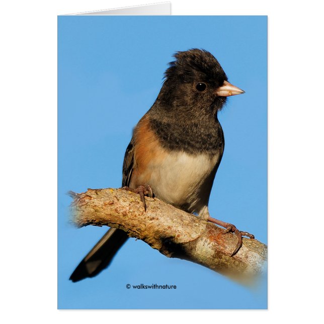 Junco de l'Oregon aux teintes sombres sur le ceris (Devant)