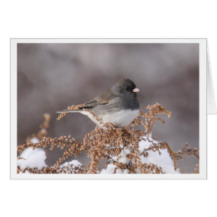 Junco Foncé-eyed