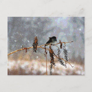 Junco in the Snow Postcard