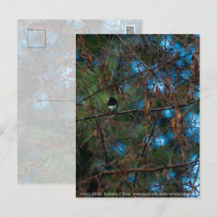 Junco Postcard