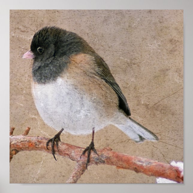 Junco Poster (Front)