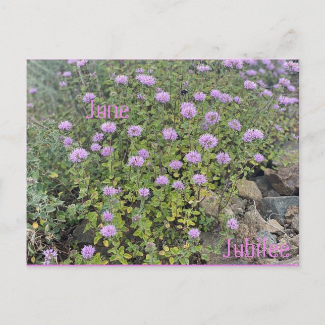 June Jubilee Postcard (Front)