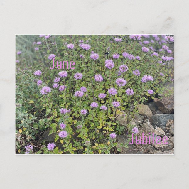 June Jubilee Postcard (Front)