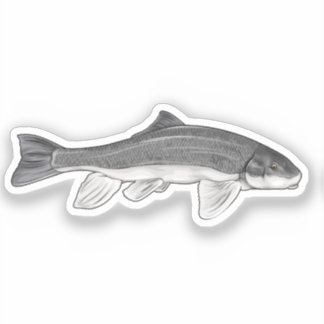 June Sucker Fish Vector Illustration