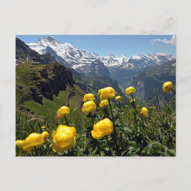 Jungfrau range, yellow wild flowers postcard (Front)