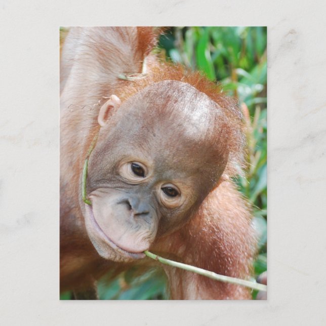 Jungle Dental Floss Orangutan on island of Borneo Postcard (Front)
