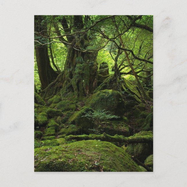 Jungle Forest of Moss Postcard (Front)