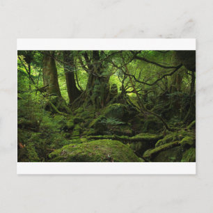 Jungle Forest of Moss Postcard