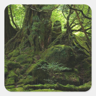 Jungle Forest of Moss Square Sticker
