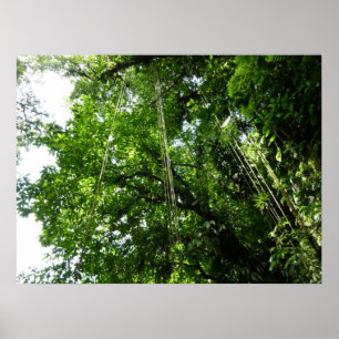 Jungle Ropes Tropical Rainforest Photo Poster