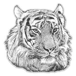 Jungle Tiger Face safari animal original nature 