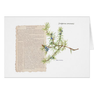 Juniper avec une description historique de ses uti