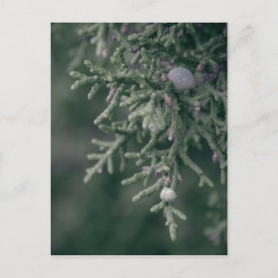 Juniper Berries Postcard
