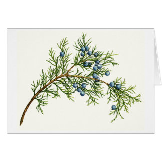 Juniper Branch