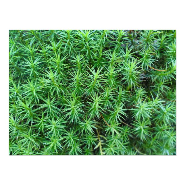 Juniper Hair Cap Moss  Photo Print (Front)