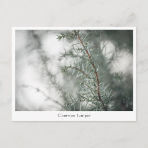 Juniper Nature Photograph Postcard