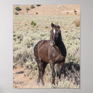 Juniper Poster