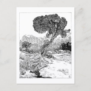 Juniper Valley Wilderness - Postcard
