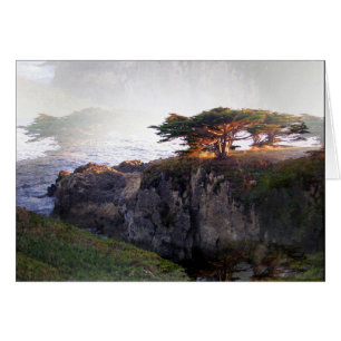 Junipers: Double Vision