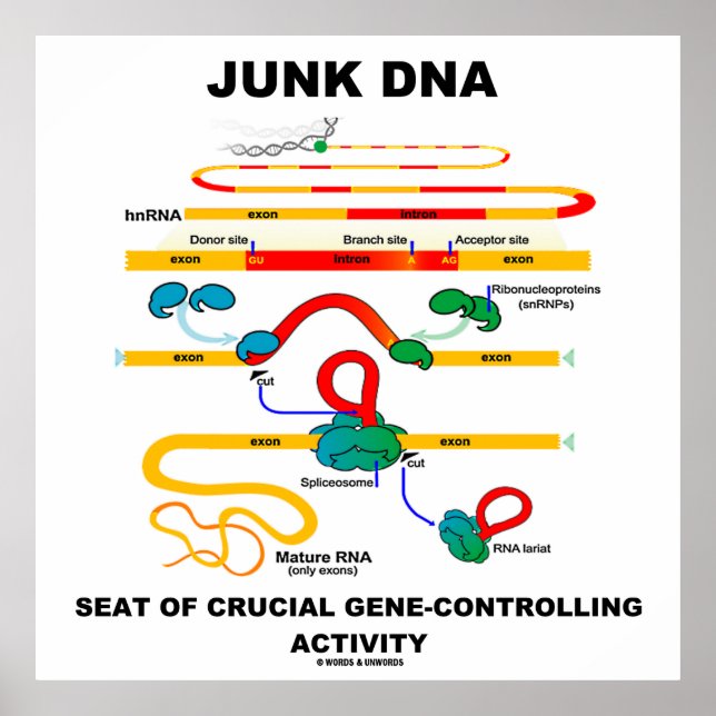 Junk DNA Seat Of Crucial Gene-Controlling Activity Poster (Front)