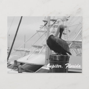 Jupiter, Florida Pelican photo postcard