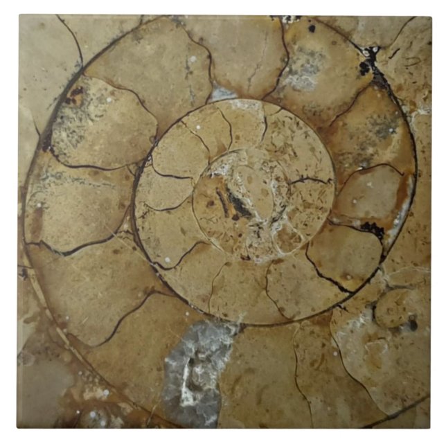 Jurassic coast ammonite large tile (Front)