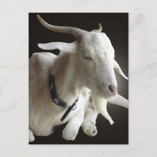 Just Billy Postcard