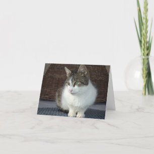 Just cats and kittens - blank card