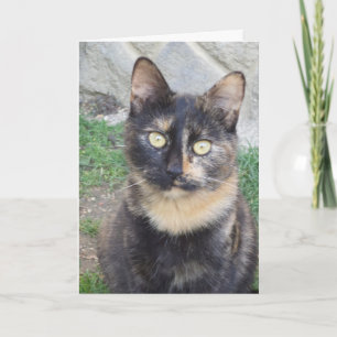 Just cats and kittens - blank card