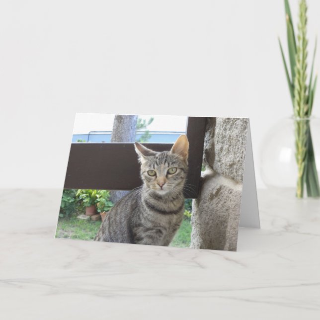 Just cats and kittens - blank card (Front)