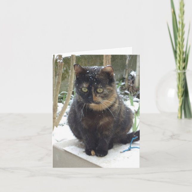Just cats and kittens - blank card (Front)