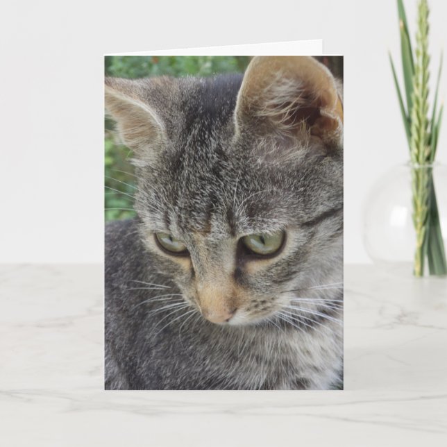 Just cats and kittens - blank card (Front)