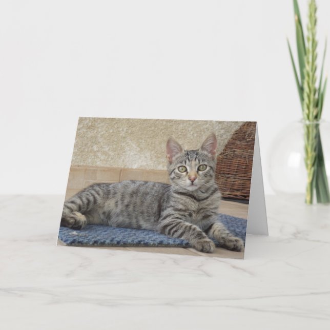 Just cats and kittens - blank card (Front)