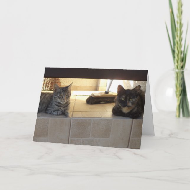 Just cats and kittens - blank card (Front)