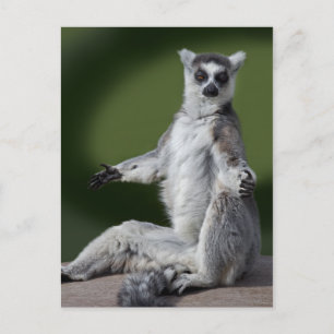 Just Chill Postcard