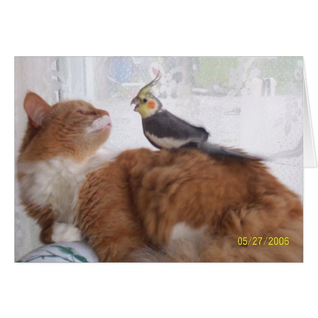 Just Dropping by to Say Hi (Front Horizontal)